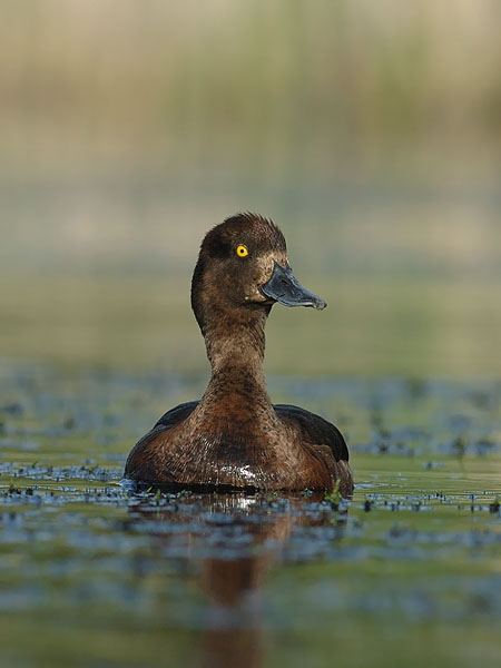 Tukkasotka, Tufted Duck, Aythya fuligula